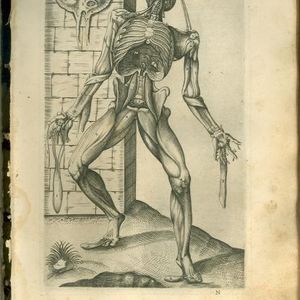 tavola anatomica tratta dal volume  "Anatomia del corpo umano" di J. Valverde de Amusco, Roma 1560